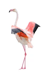 Gartenposter Single pink Flamingo bird isolated on white background © OlgaKot20