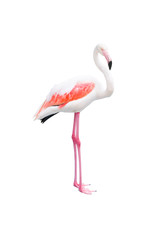Single pink Flamingo bird isolated on white background