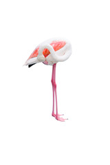 Single pink Flamingo bird isolated on white background