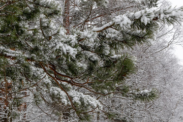 Winter walk in the Meshchersky park in Moscow
