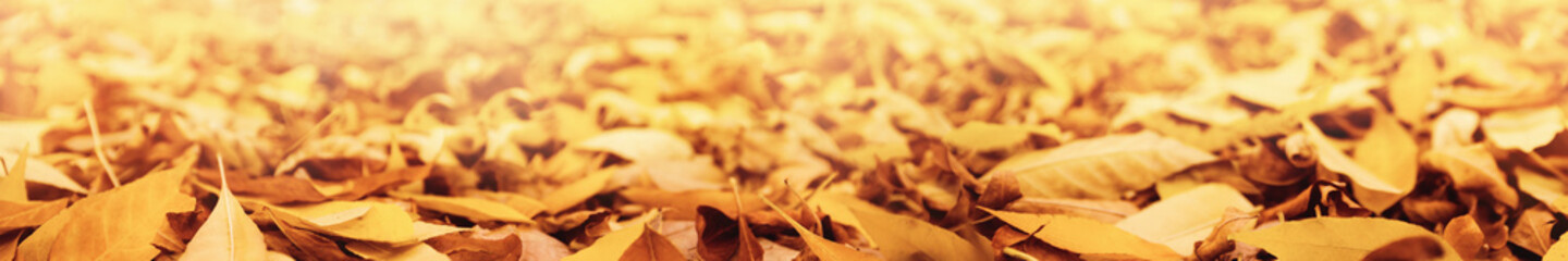 Autumn seasonal nature background with panorama of yellow fallen leaves and blurred background. Wide format for banner and frame, selective focus