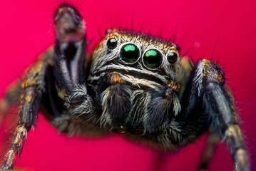 Jumping spider in nature on colorful background