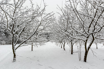 Obraz premium Winter walk in the Meshchersky park in Moscow
