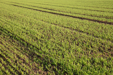 Grünpflanzen, Feld, Nordrhein-Westfalen, Deutschland, Europe