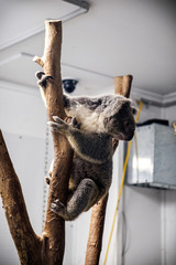 Climbing koala on a eucalyptus tree