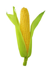 Ripe yellow corn cob with leaves isolated on white background with clipping path