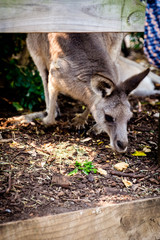 An adult kangaroo was eating foods by himself in an Australian zoo