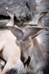 the spiral-horned markhor in the zoo