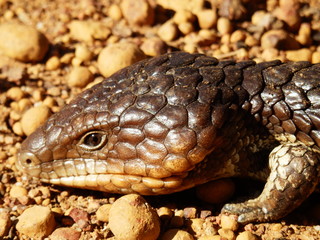 Scinque brun Australie lézard