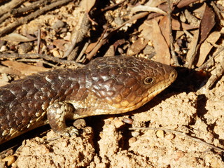 Scinque brun Australie lézard