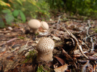 Pilze in einem Wald Nahaufnahme 