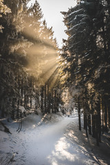 sun rays in winter forest