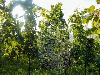 Spinnennetz Nahaufnahme in einem Weinberg