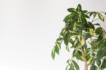 Crown of leaves Schefflera arboricola or dwarf umbrella tree named on the white background with the copy space