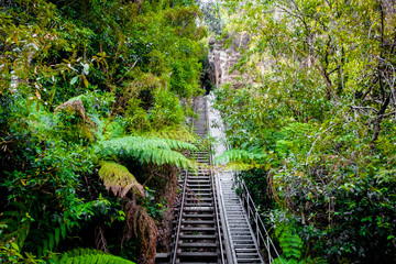 A beautiful jungle scenic railway at Blue Mountain National Park