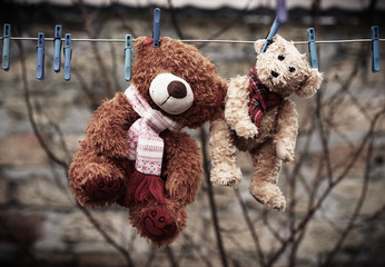 cute brown wet teddy bears hanging on a clothesline and drying