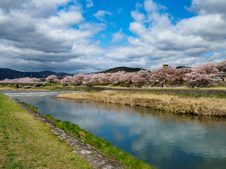 川沿いの桜並木と青空