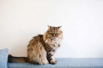 Fluffy beautiful domestic cat with long fur sitting on the sofa © dariazu
