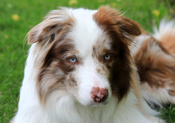 Border Collie - Bordercollie in der Farbe Chocolate Merle liegt auf dem Gras im Garten