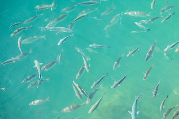 Shoal of fish in seawater, many sea fishes top view, free in the sea, sea fishes on the water surface, on the surface of the sea water aquamarine azure reflection turquoise blue abstract background