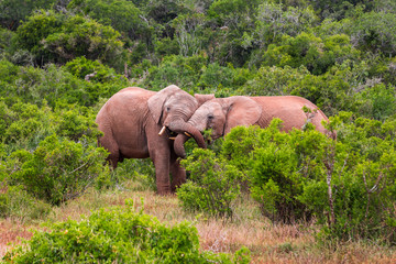 elephants hugging in the wild