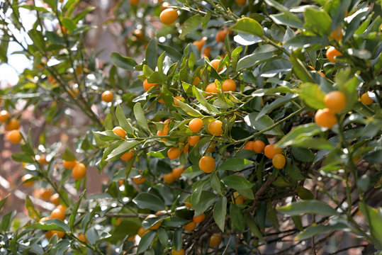 Fruits of Kumquat, on the branch