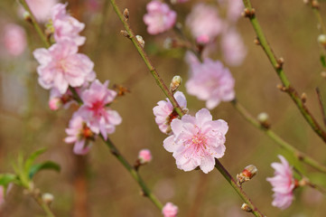 Fototapeta premium Peach blossoms bloom in the garden. Sign of spring