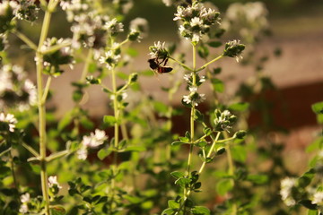 polinizacion