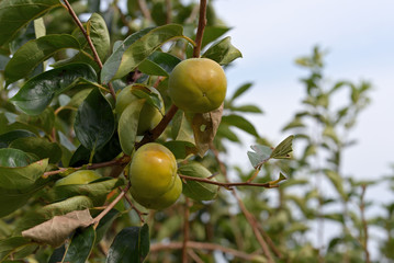 Beginning ripe persimmon fruit, on the branch