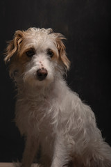 Beautiful mixed breed dog sitting on dark gray background waiting to be adopted. Dog for adoption