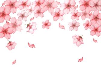 桜の花水彩画