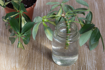 Cutting of Schefflera arboricola or dwarf umbrella tree named in bottle of water for rooting on the...
