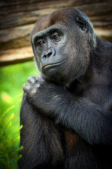 Naklejka premium Poster female gorilla.