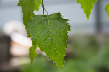 Close up birch green leaf on branch of the tree