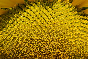 macro pattern flower of sunflower blossom blooming in morning