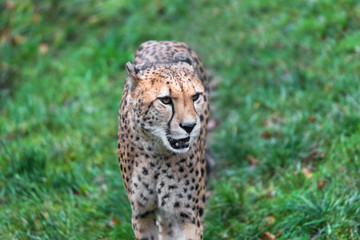 cheetah on a green meadow