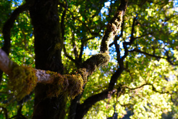 tree branch in forest cover by moss lichen