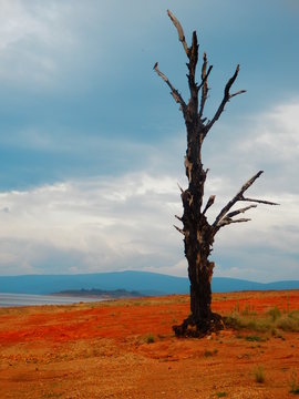 1 2 Best Arbre Mort Images Stock Photos Vectors Adobe Stock
