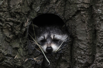 raccoon looks out of a hole