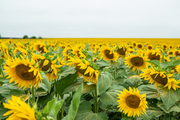 blooming sunflower field. Agricultural field