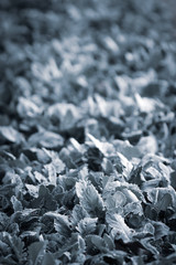 Green leaf nature vintage background