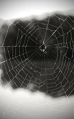  A spider web in nature