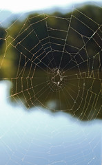  A spider web in nature