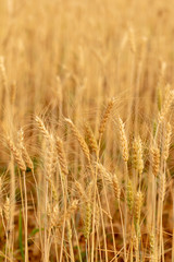 Wheat crop field. Ears of golden wheat close up. Ripening ears of wheat field background. Rich harvest Concept.
