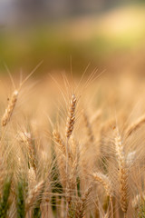 Wheat crop field. Ears of golden wheat close up. Ripening ears of wheat field background. Rich harvest Concept.