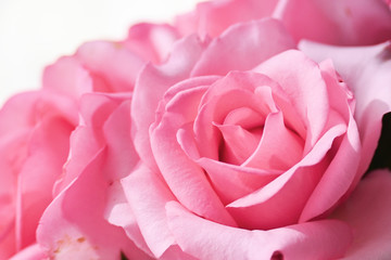 beautiful pink rose flower, image used for romantic wedding background