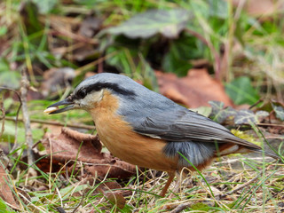 Kleiner Vogel sitzt im Wald auf Blättern im Herbst