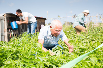 Fototapeta premium Senior man working with potatoes bushes in garden with family