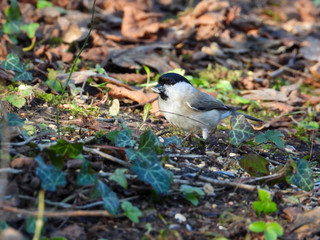 Kleiner Vogel sitzt im Wald auf Blättern im Herbst