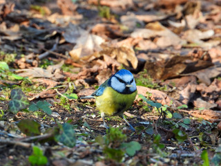 Kleiner Vogel sitzt im Wald auf Blättern im Herbst